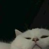 fiibrngsx_ll