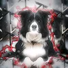 dogs_edits79