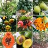 fruit.seedlings0