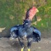 Jagor🐔