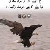 irfanahmad3059