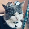 mimilocats