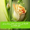 talib.hussan430