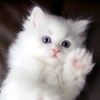 mano_cato71