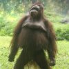 big.monkey2201