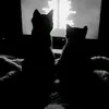 noinovoityeu_03