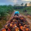 akmal_3293