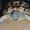 t0rtilla_the_turtle