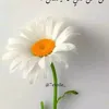 blso_7