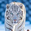 jagwar968