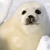 fkejectmmhr