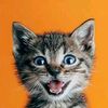 miaucat2.0