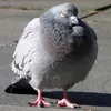 ur_avg_pigeon