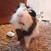 ziggles_and.wiggles.0