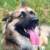 turbotheshepsky