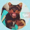 tyler.levadodabreca