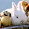 mini_animal_kingdom