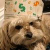 teddythedog_07