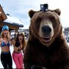 _Mr.GrizzlyBearAI_