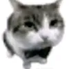 gato_caballerosoo