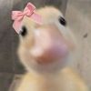 bbebeckimyuut