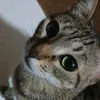 ilulucat