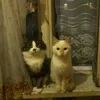 fatom77_