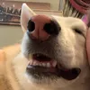 syndyross