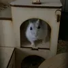 arkhipchik_krytoi