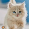 user180487603215