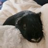 bennypig1