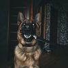 edit.dogs82