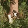 cat_1948228