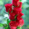 resma.sultana55