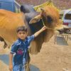 subhanmughal100