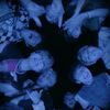skz_fan477