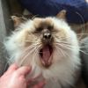 itzmommacat