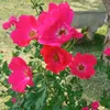 flores.e.jardins6