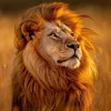 hama_king21