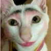 hello_46904