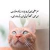 arsalan73354