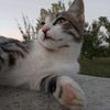 ...justcats