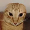 superpatata96