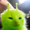 kucing_hijau_0_0