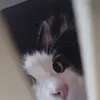 evssvince__