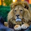 khled.tayzem
