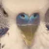 romantik.budgie