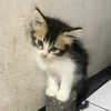 farah_14d