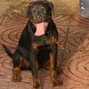 rottweiler_republica.dom
