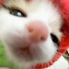 nisamrwh_02